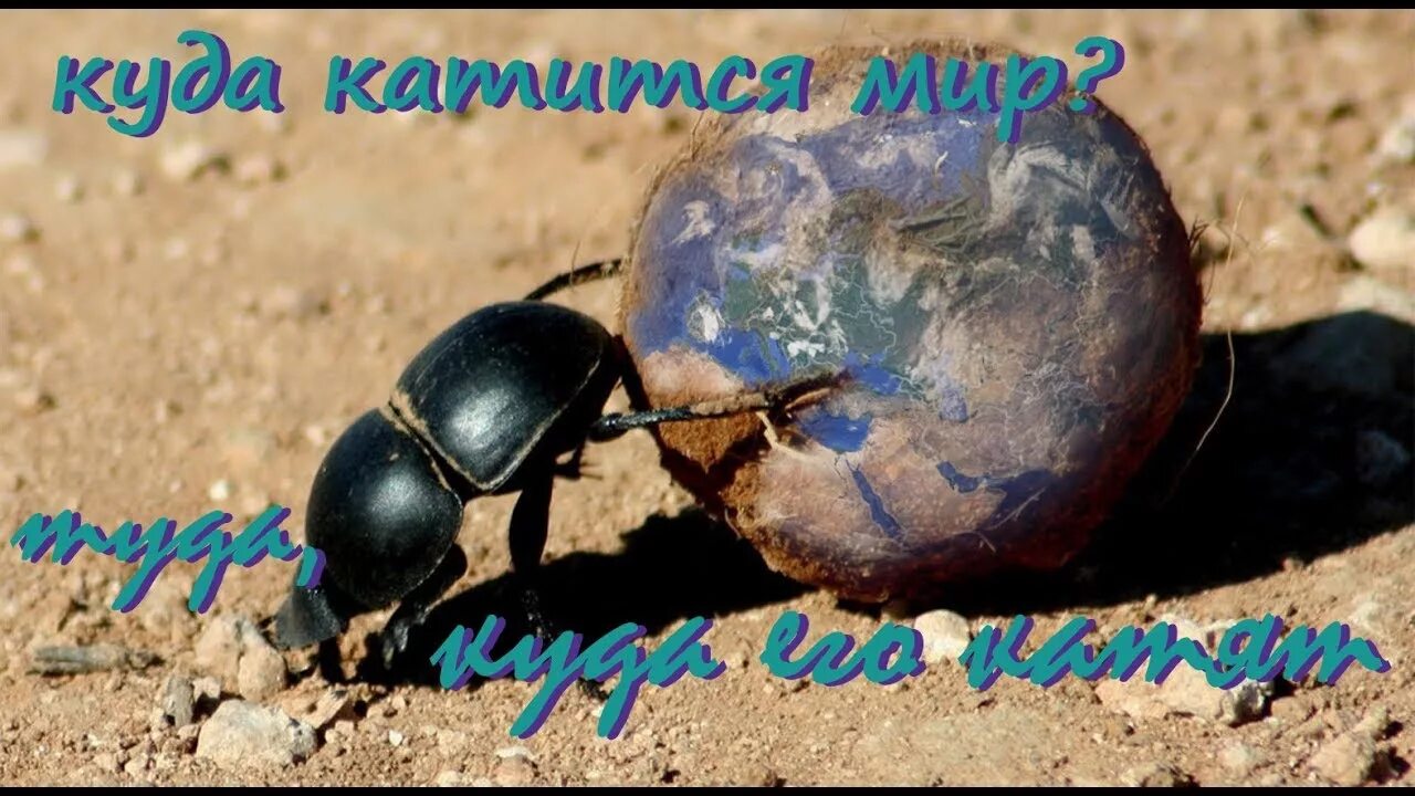 Навозный жук летает в сумерках краткое содержание. Навозный жук релиз. жук скарабей катит навозный шарик. жук навозник. огромные жуки навозник.
