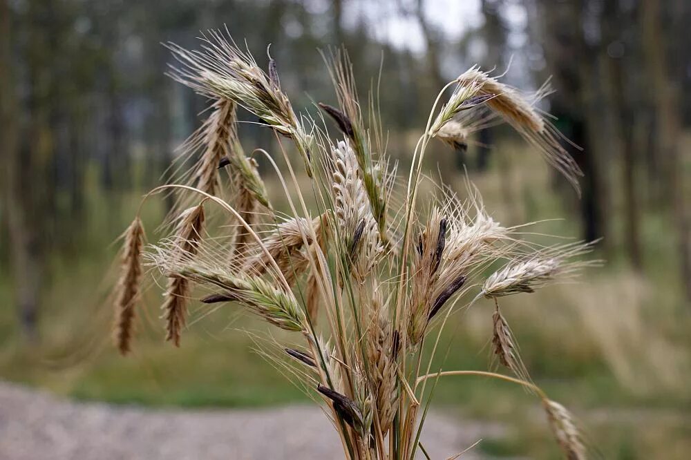 Спорынья (Claviceps purpurea). Спорынья (Claviceps purpurea Tulasne).. Claviceps purpurea – спорынья пурпурная. Спорынья рожь. Claviceps purpurea