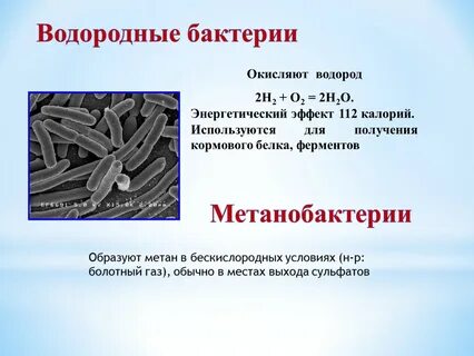 Хемосинтез бактерии