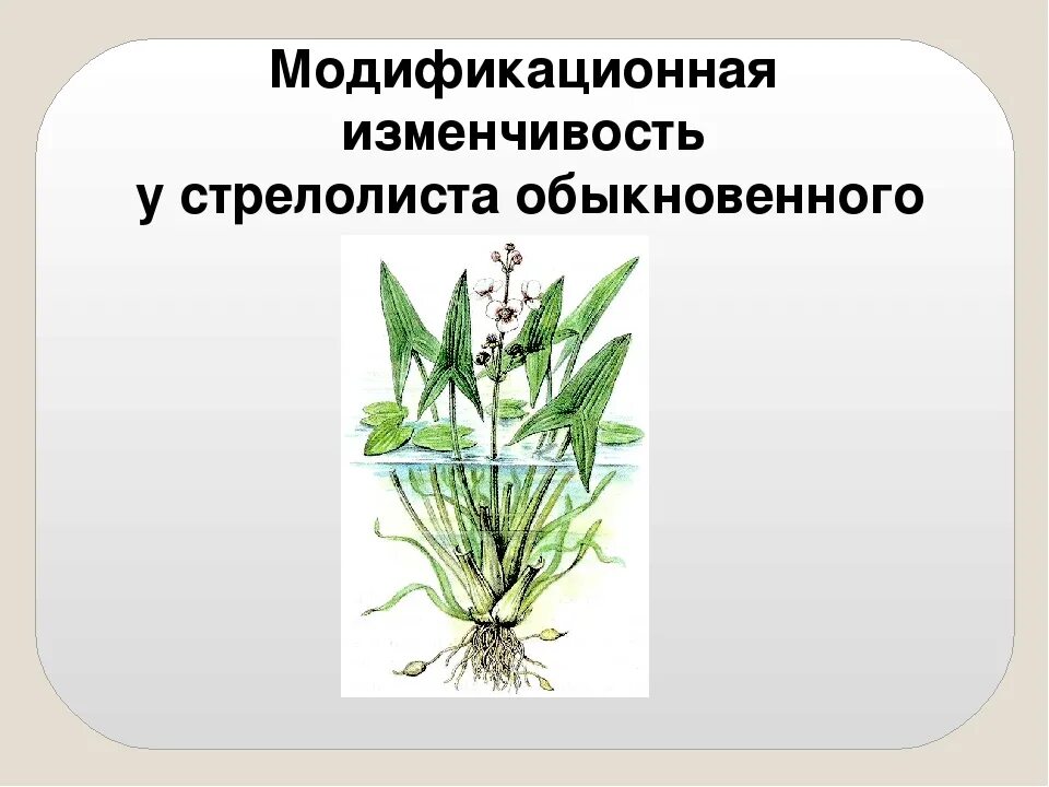 Изменение изменчивости у растений