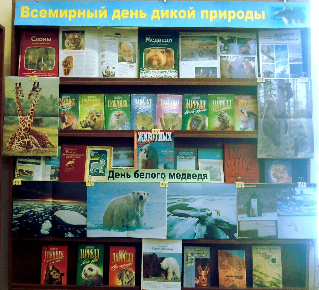 Книжная выставка о дикой природе. Выставка в библиотеке день дикой природы. Всемирный день дикой природы книжная выставка в библиотеке. Книжная выставка ко дню дикой природы. День дикой природы в библиотеке.