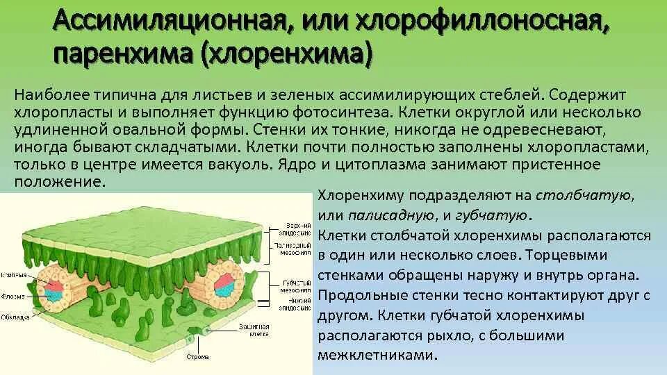 Ядро содержит хлоропласты. Ассимиляционная ткань (хлоренхима) функции. Столбчатая паренхима губчатая паренхима. Ассимиляционная паренхима листа. Паренхима ткань растений.