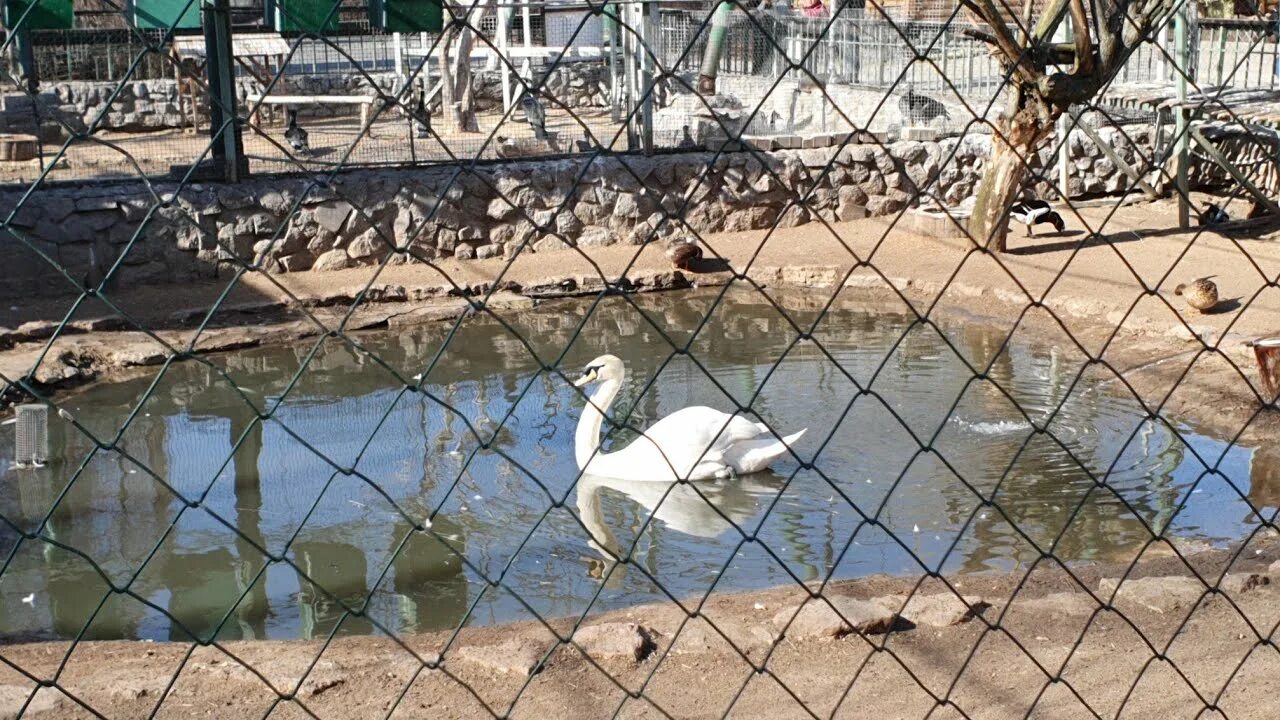 Зоопарк в питере. Зоопарк санкт-петербург. Зоопарк санкт петербург 2023. Зоопарк санкт петербург 2023. Зоопарк в питере.