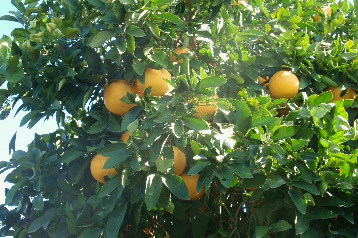 Must Be To Do With Orange Not Only With Orange Shop bellady.by