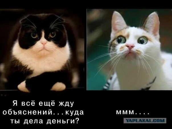 Кот где зарплата. Если муж спросит куда дела все деньги я сделаю так. Куда кота дело. Когда муж спросит где деньги сделаю так. Кот куда дела деньги.