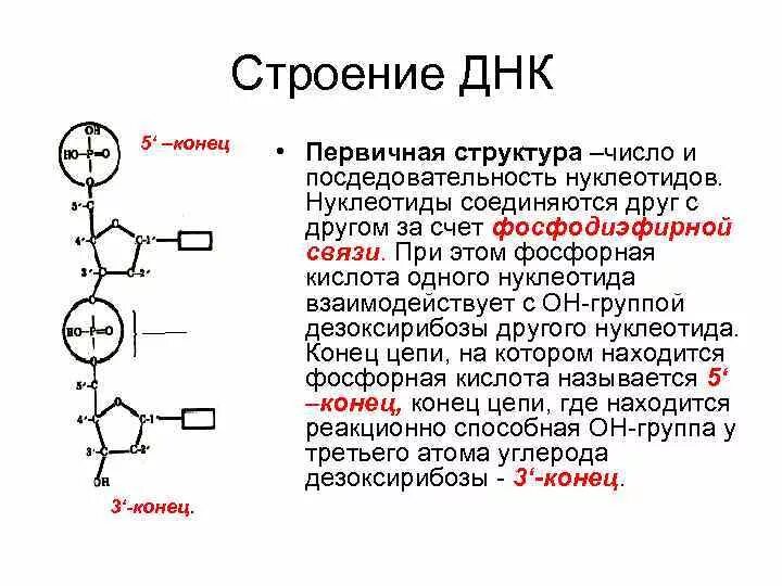 Строение ДНК 3 конец и 5 конец. Строение нуклеотида 5 штрих. Структура ДНК 5 И 3 концы. Структура цепи ДНК.