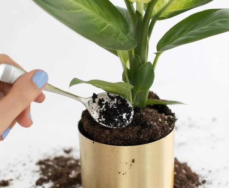 Как использовать спитый кофе. Как использовать спитый кофе. Спитый кофе для комнатных цветов. Кофейная гуща. Кофе в огороде.