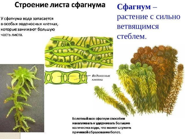 Сфагнум стебель ветвистый или нет. Сфагнум стебель ветвистый или нет