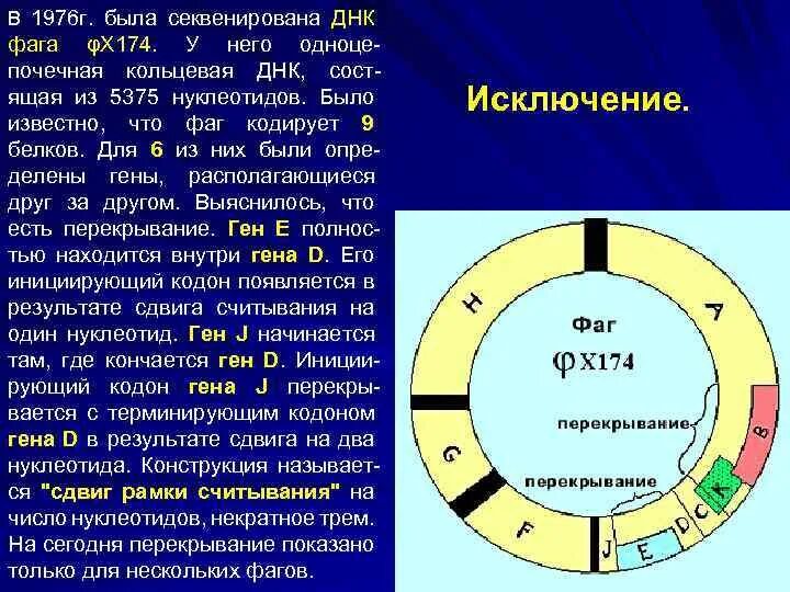 Кольцевая днк характерна для. Кольцевая ДНК. Кольцевая ДНК где. Кольцевая и линейная ДНК. Кольцевая ДНК митохондрий функции.