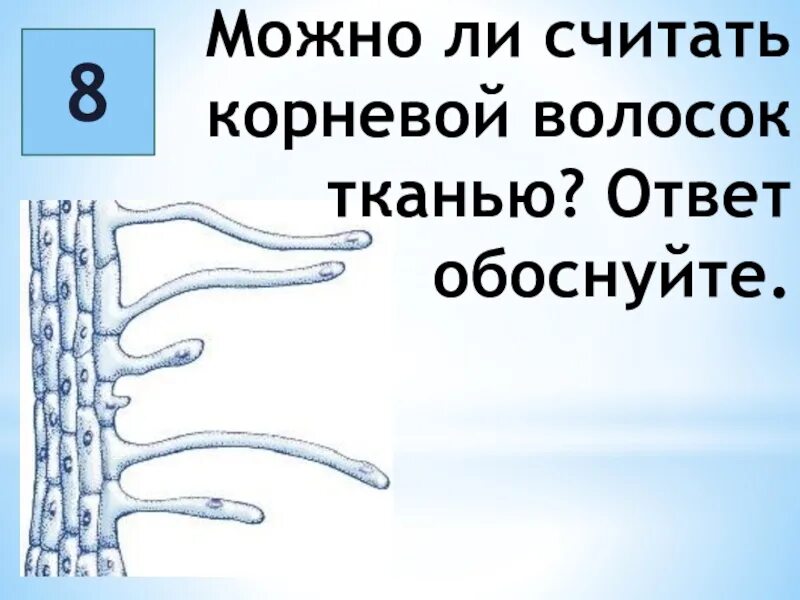 Корневые волоски. Корневые волоски ткань. Корневой волосок представляет собой. К какой ткани относится корневой волосок.