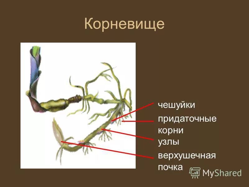 Фасоль видоизменение корня. Фасоль видоизменение корня