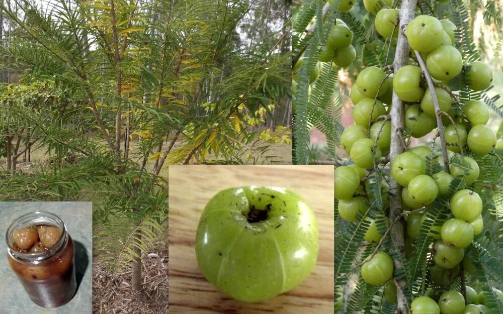 Индийский крыжовник Амла. Амла дерево. Emblica officinalis. Amla фрукт дерево. Индийский крыжовник