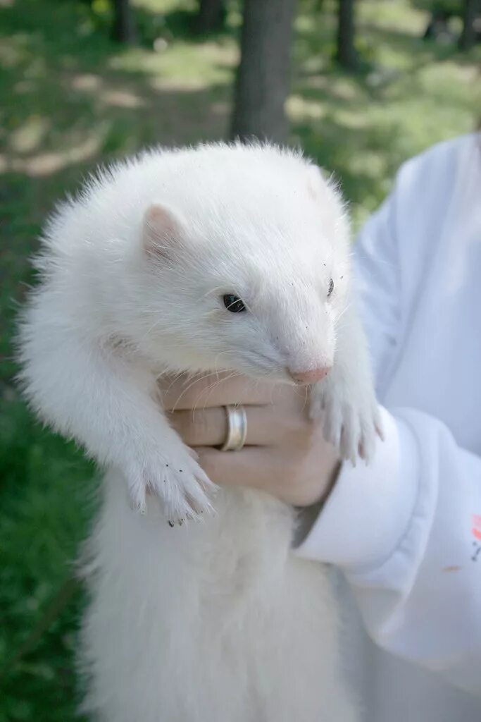 турбаза песковатка. турбаза лиски домики. ласка лиски. песковатка воронежская область лискинский район турбаза. ласка ставропольский край.