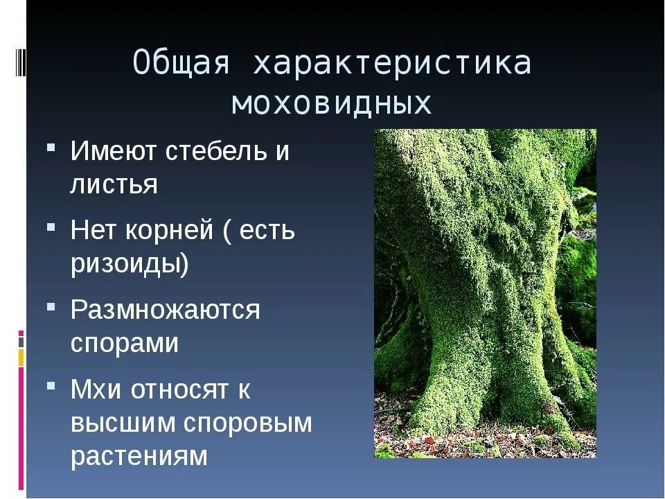 Приведите 3 примера мхов. Презентация на тему мхи. Мхи 5 класс биология. Проект мхи. Мхи 6 класс биология.