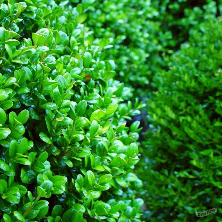 Слово вечнозеленый. Самшит Буксус. Buxus sempervirens самшит. Самшит Ротундифолия. Самшит вечнозеленый "Грин".