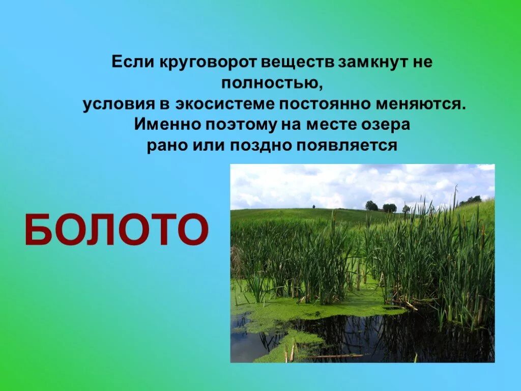 Сообщение про болото. Экосистема болота. Экосистема болота сообщение. Болото презентация. Болото и его обитатели.