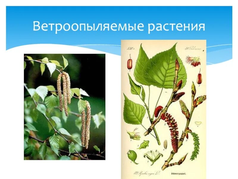 Ветроопыляемые цветки. Ветроопыляемые растения береза. Цветение ветроопыляемых растений. Ветроопыляемые растения примеры.