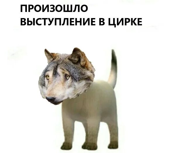 Все выступления волка. Произошло выступление в цирке мем. волк в цирке мем. волк в цирке не выступает мем. мемы про волка и цирк.