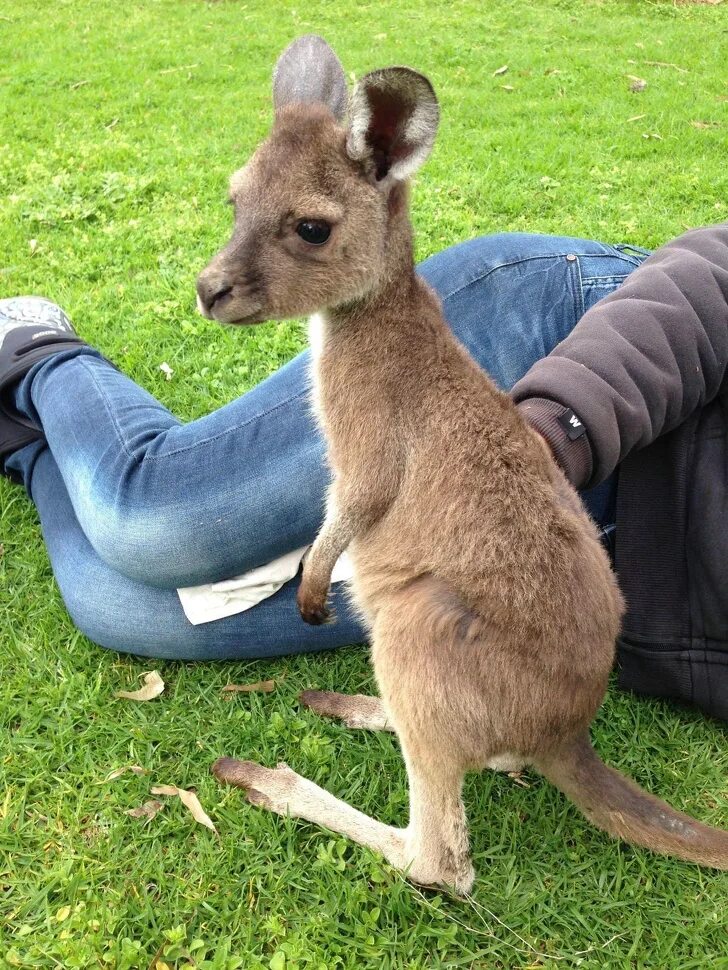 Сколько живет в австралии. Карликовый кенгуру. Валлаби Беннета. Кенгуру в Австралии. Мини кенгуру валлаби.