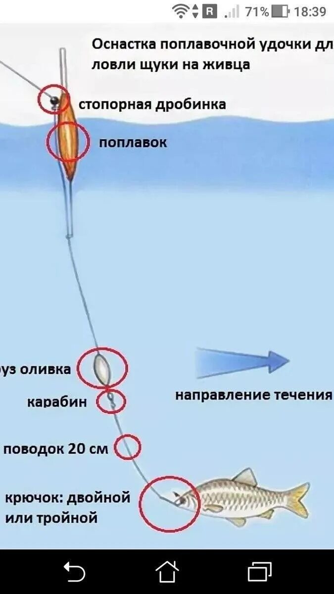 Монтаж поплавочной снасти на щуку. Снасть на щуку на живца с поплавком. Снасть на удочку для ловли на живца. Удочка на щуку на живца оснастка поплавочная. Снасть для ловли живца