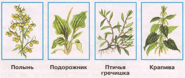 Как выглядит птичья гречишка тысячелистник пустырник