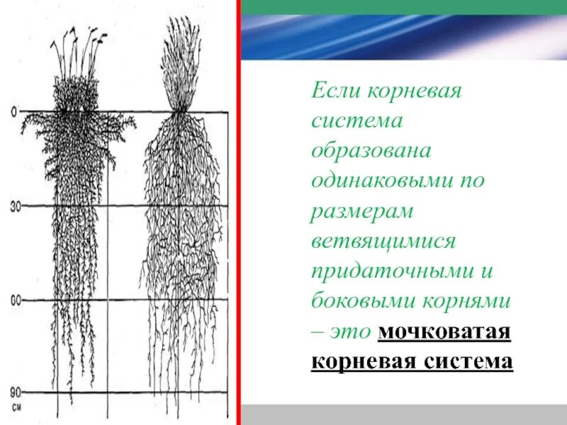 Корневая система растений образованы. Строение корня. Внешнее строение корня. Корневая система образована.