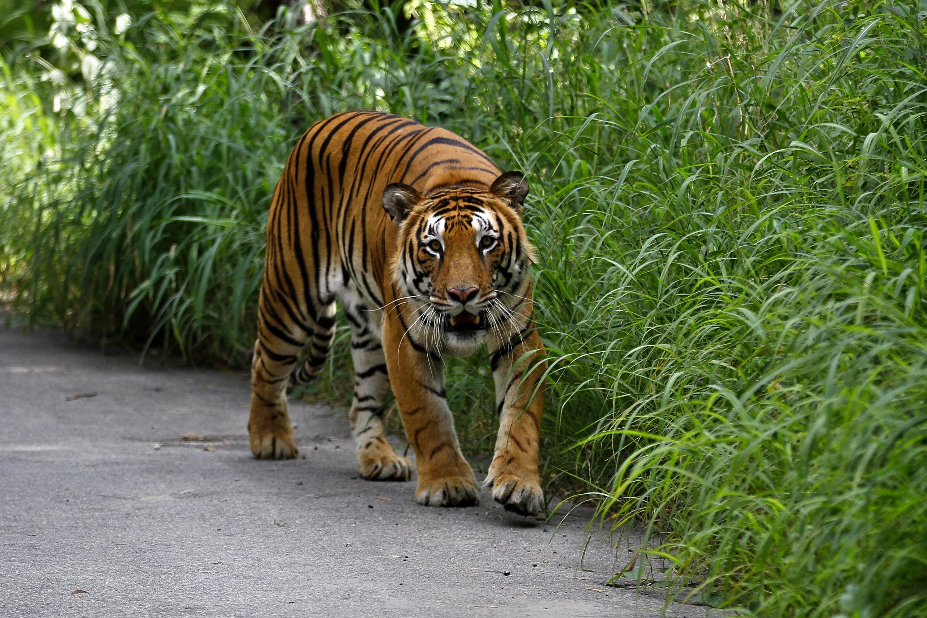 Бенгальский тигр тигр. Африканский тигр. Тигр гальский гладиатор. Тигр. Фильм гладиатор 2000 максимус с тигром.