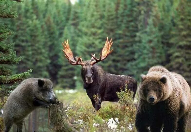 Таежный лось. Олень северный лесной сибирский. Таежные леса животные. Таежные леса животные. Животный мир.