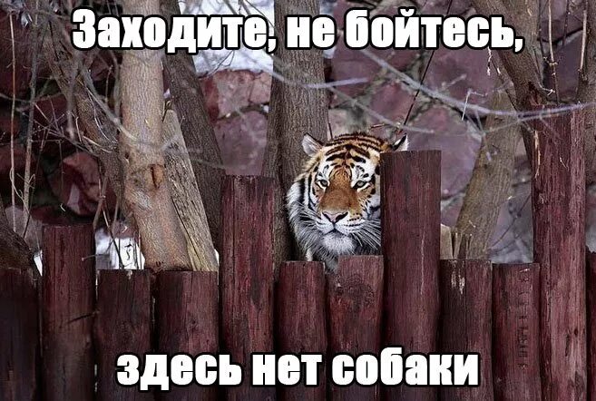 Хочешь заходи. Заходите не бойтесь собаки нет. заходите у нас собаки нет. заходи не бойся нет здесь никакой собаки. картинка заходите не бойтесь.