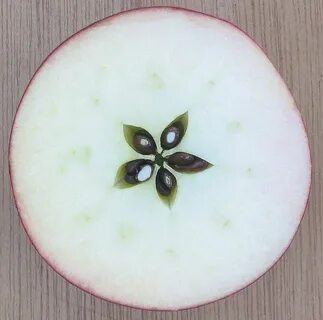 Срез яблони