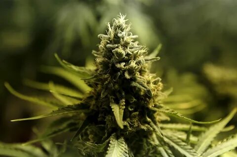 A cannabis bud. 