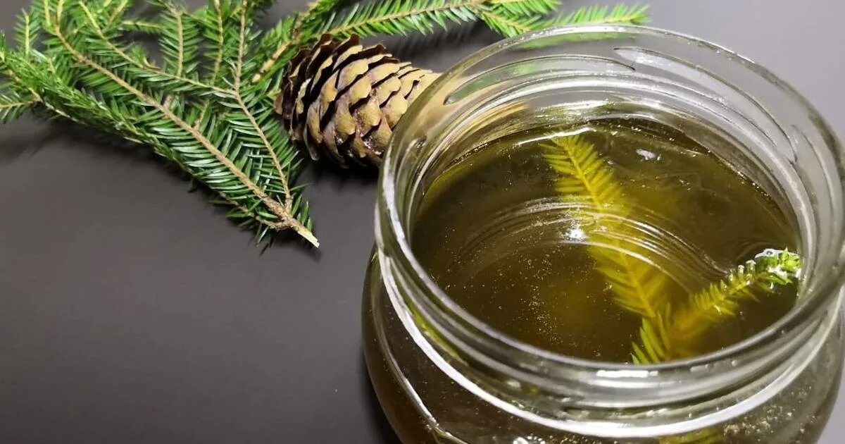 заварка из сосновой хвои. заварка из сосновой хвои. заварка из сосновой хвои. хвойный чай. настой хвои сосны.