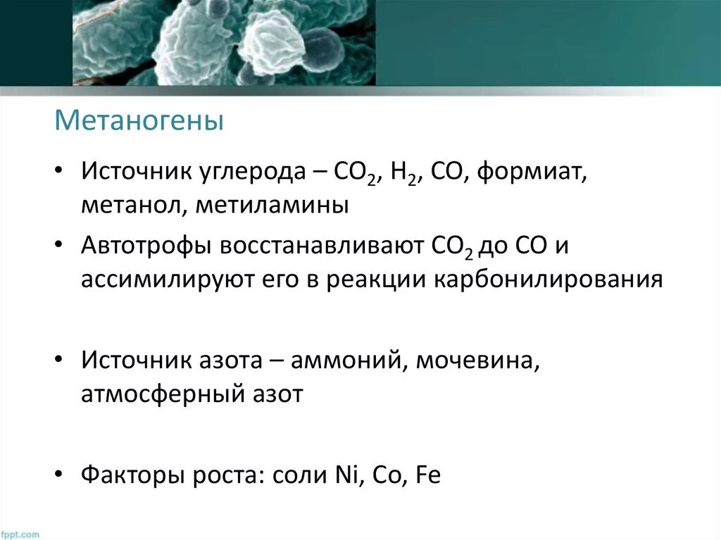 Бактерии выделяют метан. Археи метаногены. Метанообразующие археи. Метаногенные архебактерии. Метаногенные микроорганизмы.