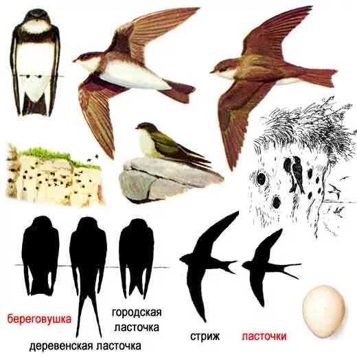 Ласточка береговушка и Стриж. Стрижи береговушки. Деревенская Ласточка самец и самка отличия. Городская Ласточка определитель.