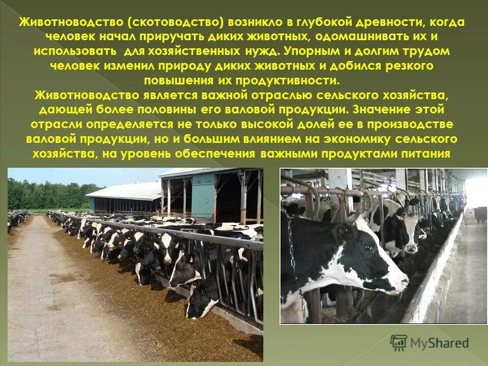 Где содержат сельскохозяйственных животных. Информация о животноводстве. Понятие животноводство. Разведение крупного рогатого скота. Отрасли животноводства.