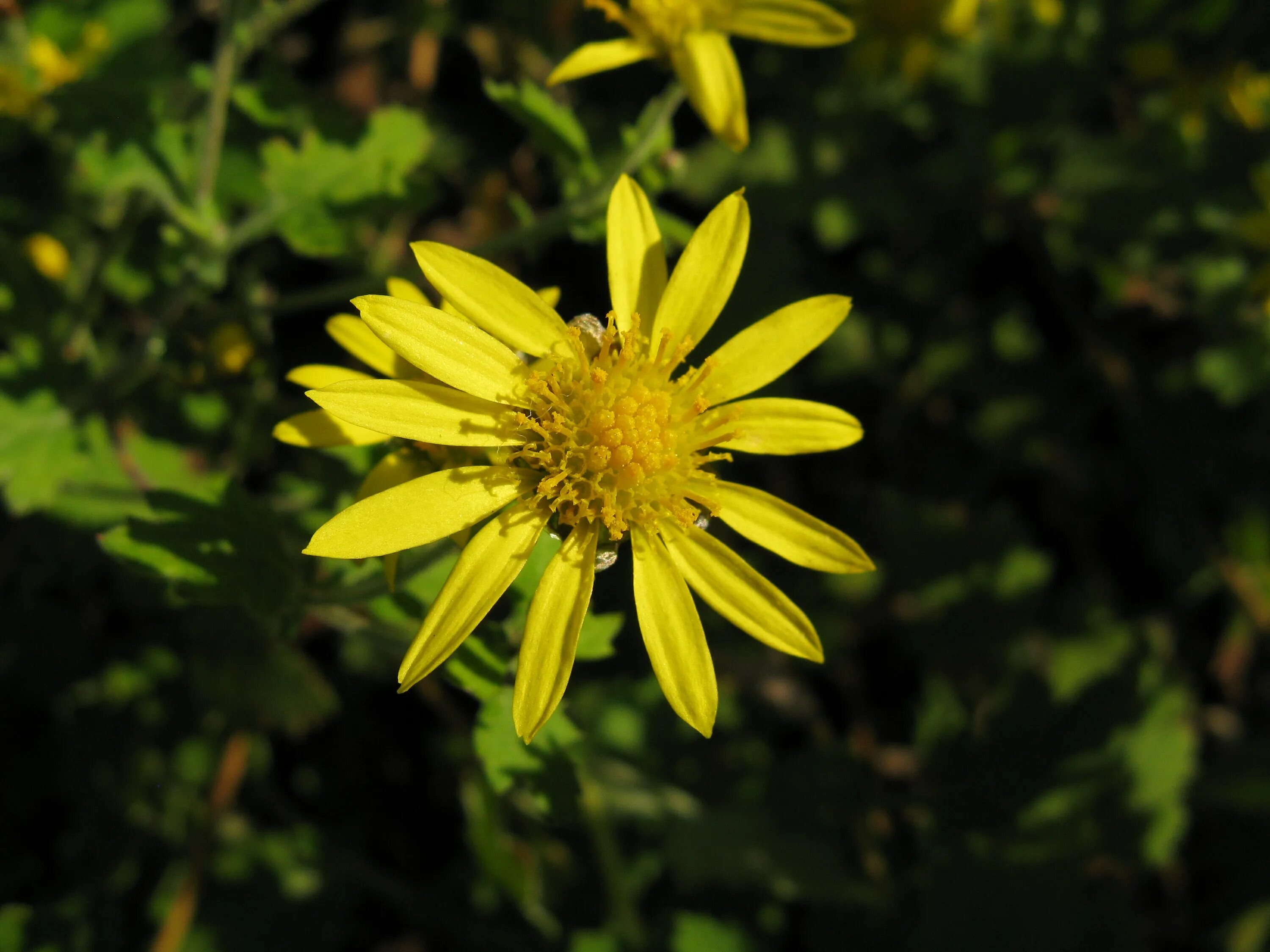 Ромашка золотистая. Chrysanthemum indicum. Chrysanthemum indicum l.. Хризантема (菊 - «Кику»). Хризантема Завадского.