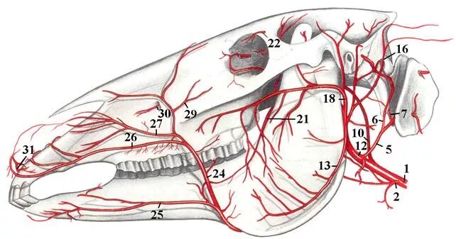 Наружная челюстная артерия лошади. Наружная челюстная артерия. Скелетотопия артерий головы лошади. Сонная артерия у собаки анатомия. Артерии и вены животных