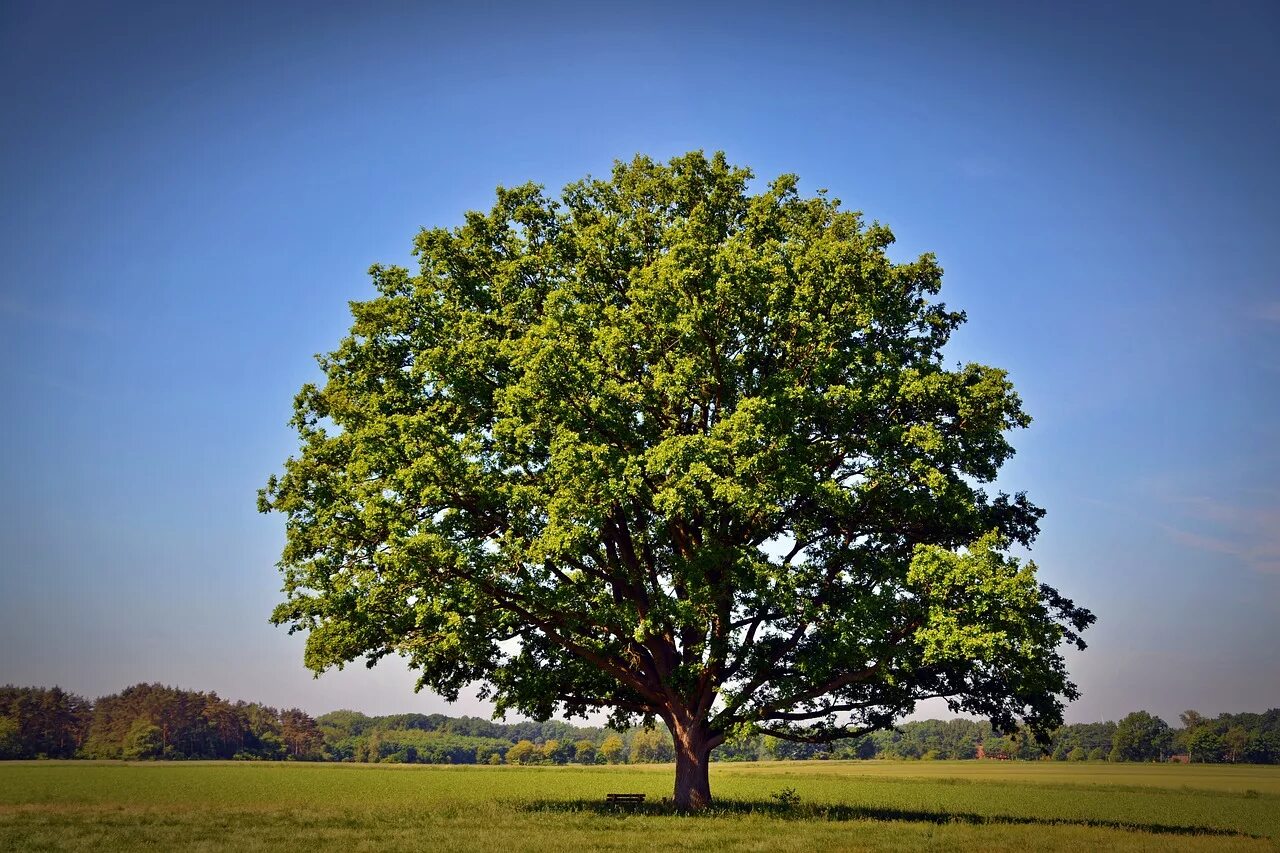 Perfect tree. Дуб черешчатый дерево. Oak Moka дерево. Додонский дуб. Дуб Македонский дерево.