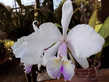 Gravataí - Orquídeas: Cattleya warneri var. amesiana "Memória Roberto.