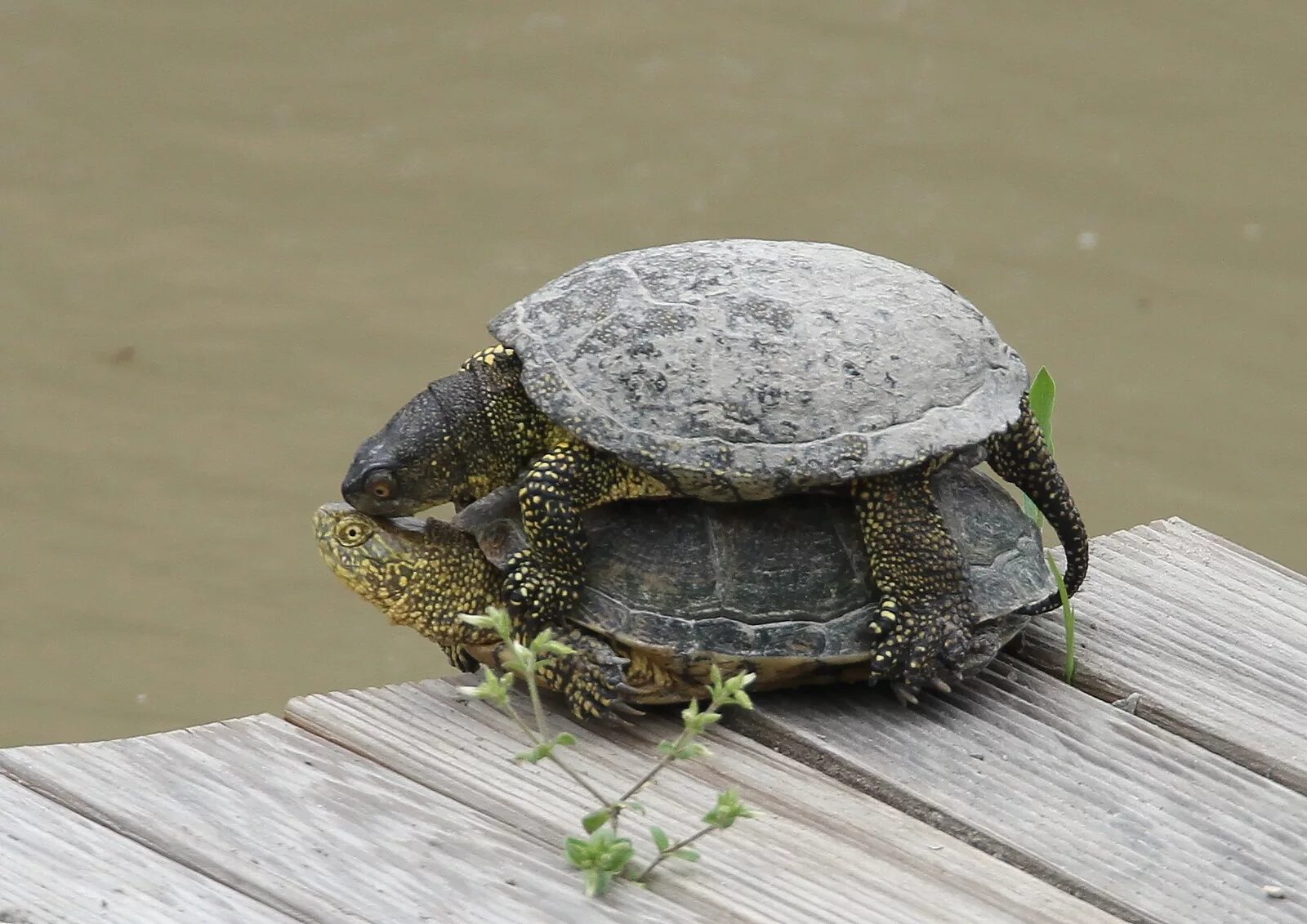 Turtle отзывы. Европейская Болотная черепаха. Европейская Болотная черепаха самец. Красноухая Болотная черепаха. Европейская Болотная черепаха яйца.