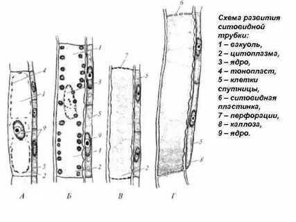 Клетки спутницы какая ткань