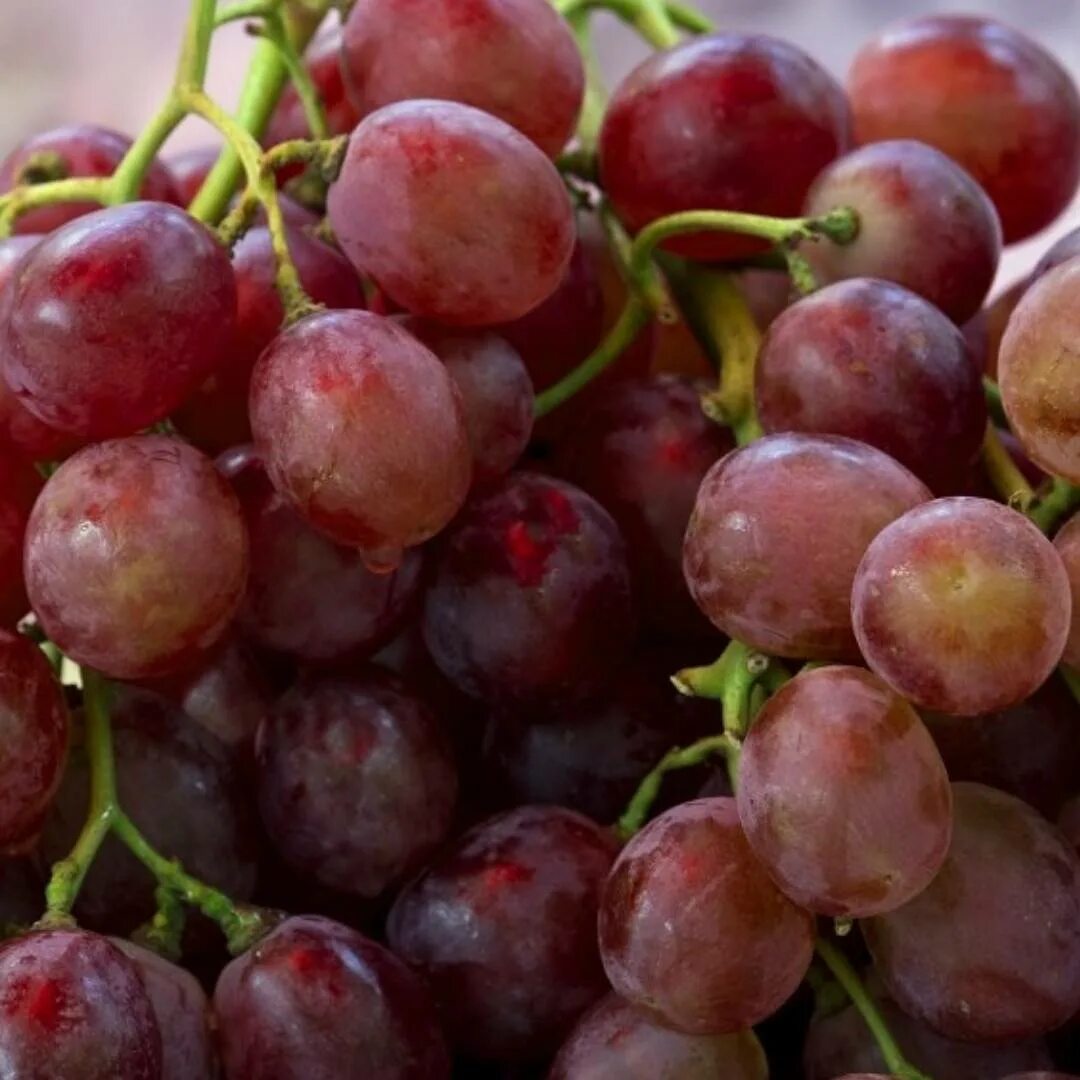 Виноград кардинал азос. Сорт винограда кардинал. Виноград сорт кардинал отзывы описание сорта. Виноград сорт кардинал отзывы описание сорта. Сорт винограда кардинал.