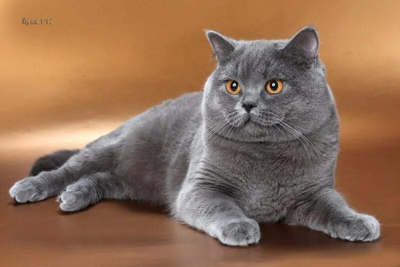 Добрый британский кот. Чистокровный британец кот. чистокровные британцы кошки. чистокровные британские коты. чистокровный британец фото.