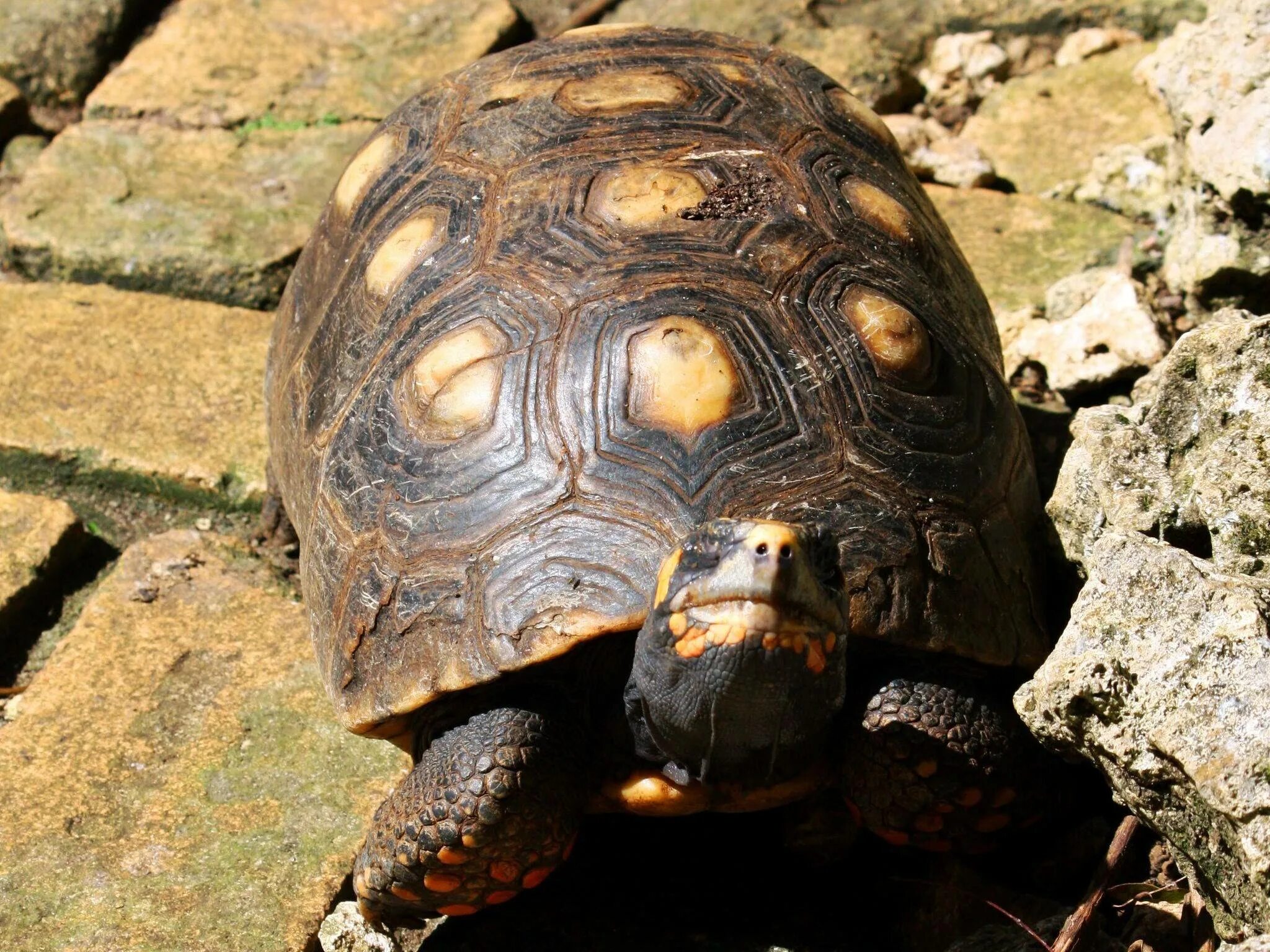 Красноногая угольная черепаха. Угольная сухопутная черепаха. Chelonoidis carbonarius. Плюсы черепахи