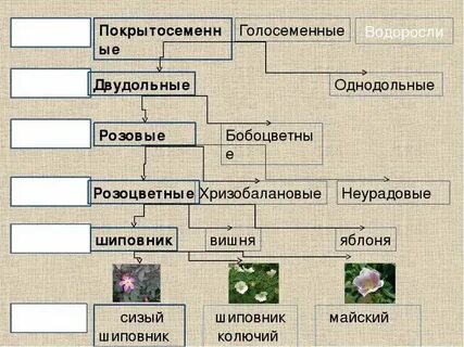 Эукариоты систематика растений