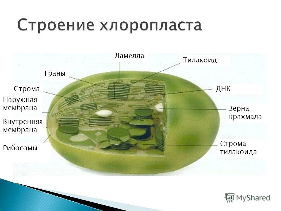 Уровень хлоропласт. Строма Грана Ламелла тилакоид. Строение хлоропласта и тилакоида. Ламеллы хлоропластов. Функции стромы в хлоропласте.