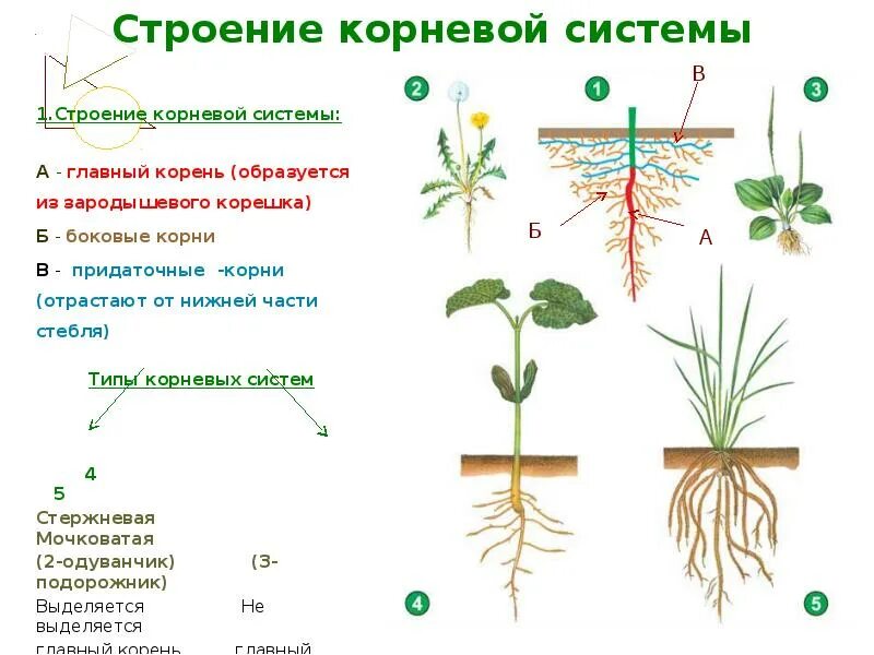 Корневая система растений образованы. Типы корневых систем ботаника. Строение корневой системы. Строение корня и типы корневых систем.