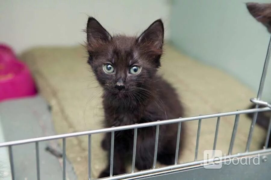 Котенок слишком активный. Играющие коты. Котята играются. Котенок слишком активный. Котенок слишком активный.