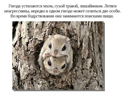 Белка летяга доклад 4 класс окружающий мир