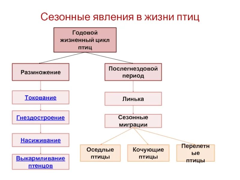 Годовой жизненный цикл птиц схема. Биология 7 класс годовой жизненный цикл. Способ размножения птиц. Годовой жизненный цикл перелетных птиц.